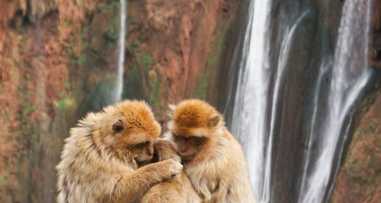 Two Barbary macaques cuddling on a ledge with tall cascading waterfall blurred in the background.