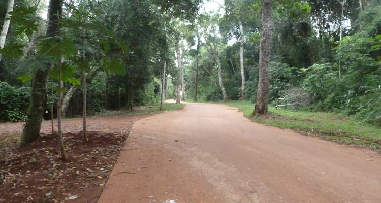Sendero de tierra roja tranquilo que serpentea a través del denso bosque subtropical dentro del Parque Nacional Iguazú.