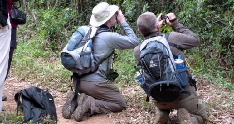 Los observadores de aves se arrodillan en el sendero del bosque fotografiando la vida silvestre con binoculares y cámaras.