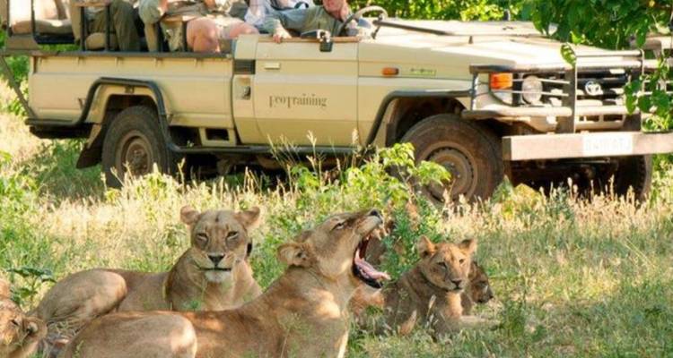 Safariauto mit Gästen, die einen Löwenrudel beobachten, das sich ausruht und gähnend im Gras liegt.
