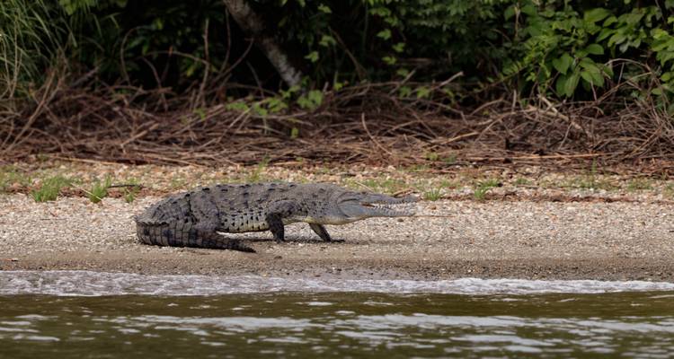 Un cocodrilo descansa en una orilla de río con piedras rodeado de densa vegetación de la selva.