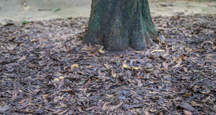Close-up of a tree trunk surrounded by scattered dry leaves on forest floor, image lacks sharp focus.