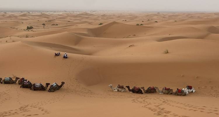 Longue caravane de chameaux se reposant parmi les dunes orange infinies du Sahara