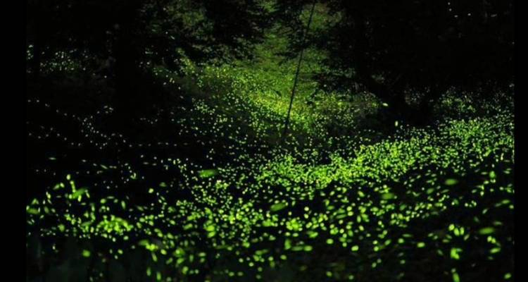 Tausende leuchtende grüne Glühwürmchen erhellen eine dunkle Waldlichtung in der Nacht.