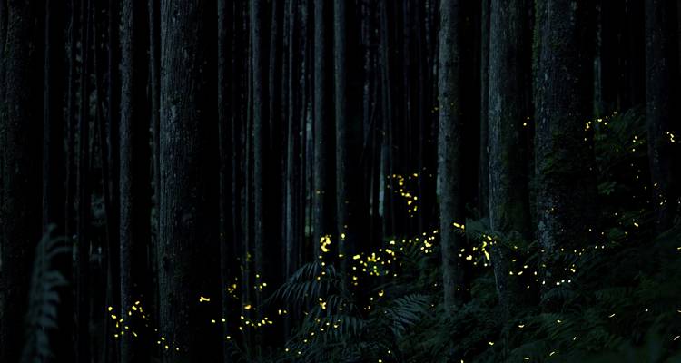Dunkler Wald, der von unzähligen leuchtenden Glühwürmchen erhellt wird, die zwischen hohen Baumstämmen verstreut sind.