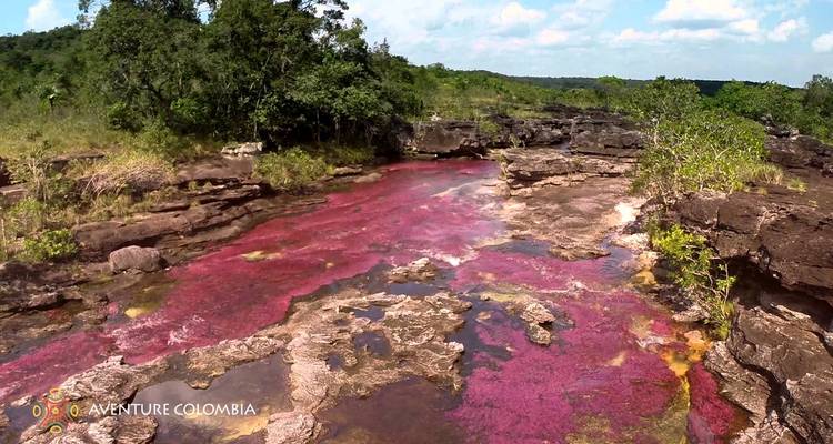 Rivière aux couleurs vives avec des plantes aquatiques roses s'écoulant à travers un paysage rocheux et une forêt.