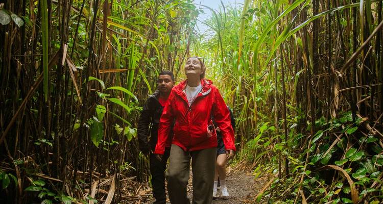 Travellers in bright jackets walk along a narrow jungle trail flanked by towering cane plants.