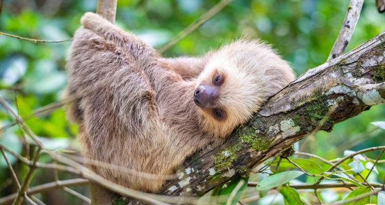 A two-toed sloth curls on a mossy branch amid tropical foliage.