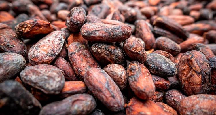 Close-up of freshly dried cocoa beans displaying rich earthy colors.