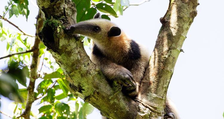 A tamandua anteater clings to the side of a tree, nose raised inquisitively.