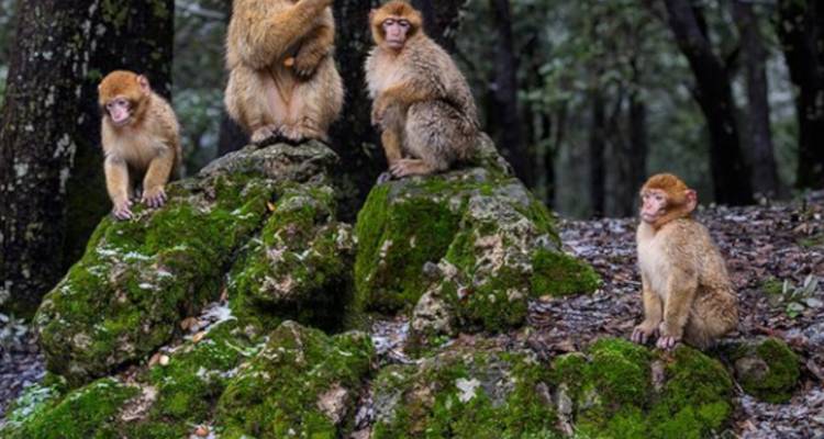 Family of Barbary macaques perch on mossy rocks in cedar forest.
