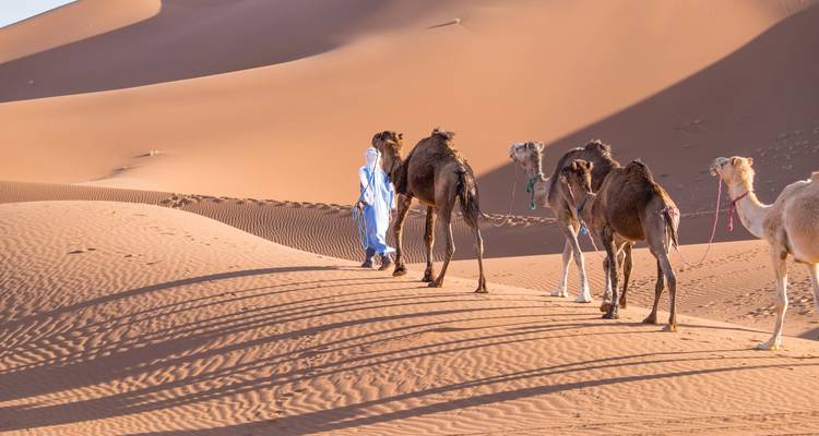 Guide leads a small camel caravan across rippled desert dunes at dawn