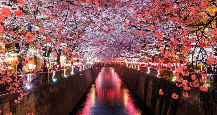 Túnel de flores de cerezo iluminado por faroles que refleja colores vívidos en un canal de Tokio por la noche.
