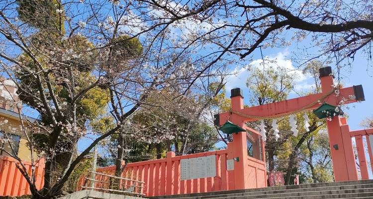 Una puerta torii roja y árboles de cerezo en flor contra un cielo azul brillante de Kioto.