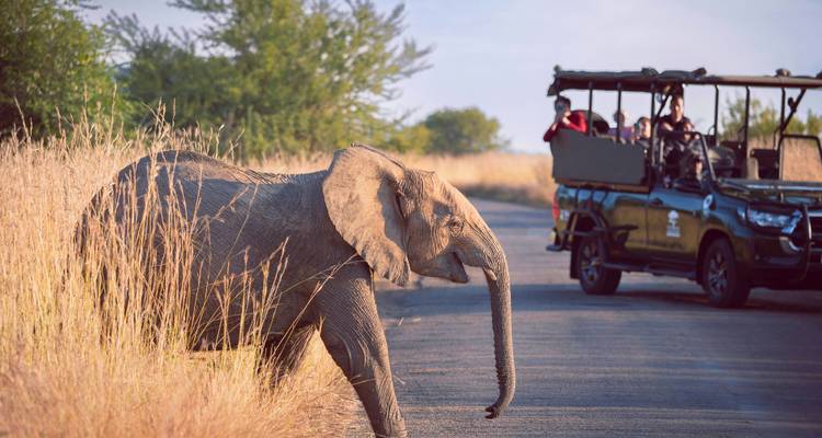 Safariauto met toeristen kijkt naar een olifant die een stoffig pad oversteekt door het hoge gras.