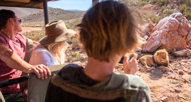 Toeristen in een open safariauto kijken naar en fotograferen een mannetjesleeuw die rust naast rotsachtig terrein in droog struikgewas.