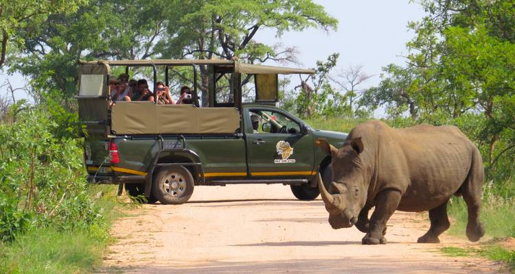 Een grote neushoorn steekt een zandpad over voor een groene open safari-truck vol toeschouwers te midden van struikgewas.