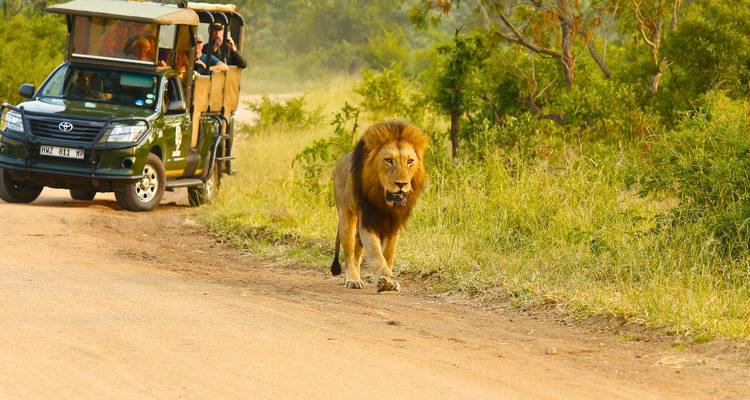 Een majestueuze mannelijke leeuw loopt over een zandweg terwijl een safarijeepreeks met passagiers vanaf achteren in groene struikvegetatie toekijkt.