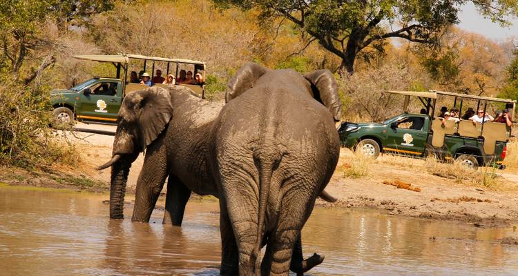 Twee olifanten waden door een watergat terwijl tweeling safariauto's vol toeristen vanaf de droge oever toekijken in het warme licht.