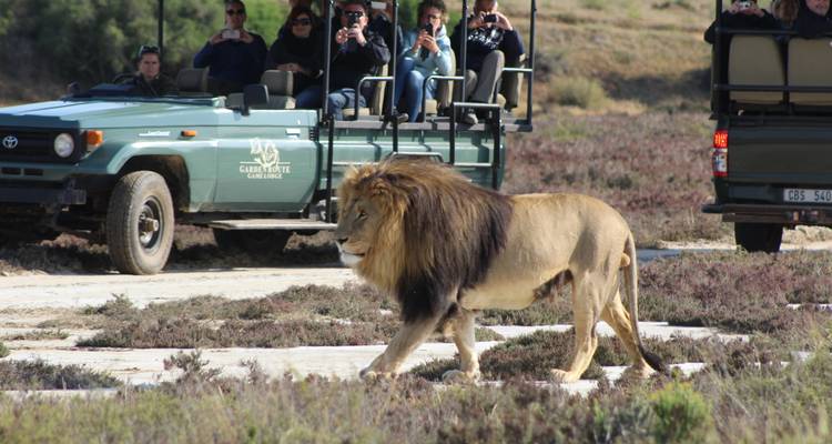 Un lion mâle marchant d'un pas assuré devant un véhicule de safari ouvert transportant des touristes lors d'un circuit de chasse photographique à travers une région de broussailles.