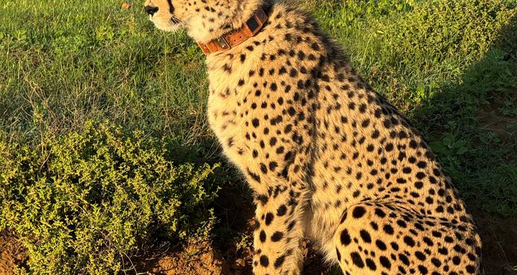 Guépard au collier assis en alerte à la lumière dorée du matin au milieu de l'herbe verte et de bas arbustes.