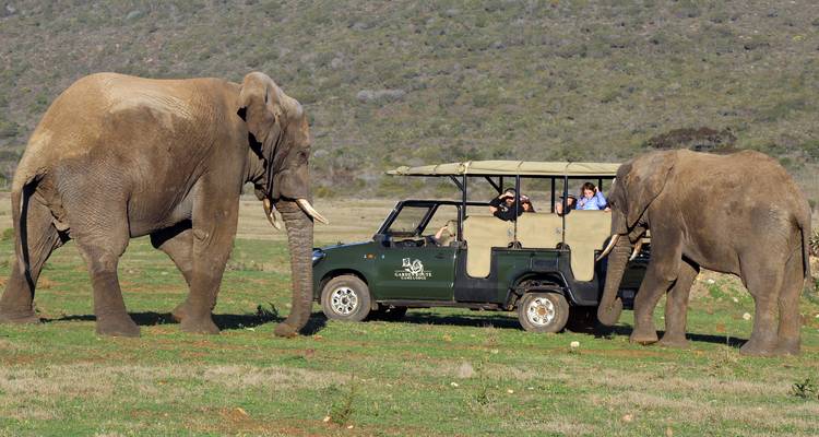 Deux grands éléphants passent devant un véhicule de safari ouvert avec quelques passagers qui prennent des photos sur une plaine herbeuse bordée de collines basses.