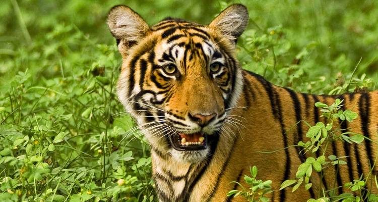 Gros plan d'un tigre du Bengale émergeant d'une végétation basse luxuriante et verdoyante dans le parc national de Ranthambore.