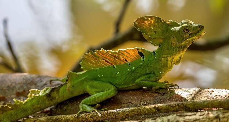 Green basilisk lizard rests alert on a sun-dappled branch in the Costa Rican rainforest.