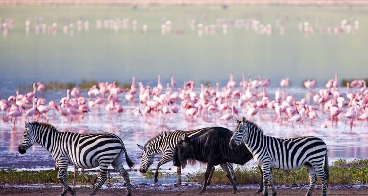 Des zèbres et un gnou paissent à côté d'un lac rempli de centaines de flamants roses.
