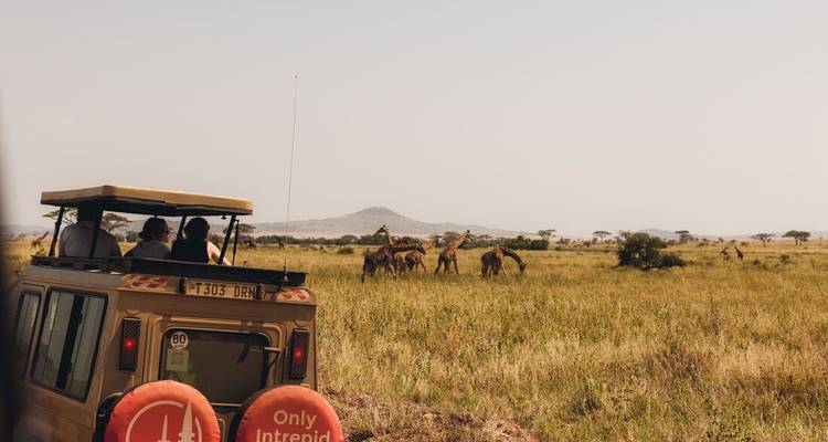 Un véhicule de safari s'arrête près d'une tour de girafes dans une prairie ouverte avec une colline lointaine.