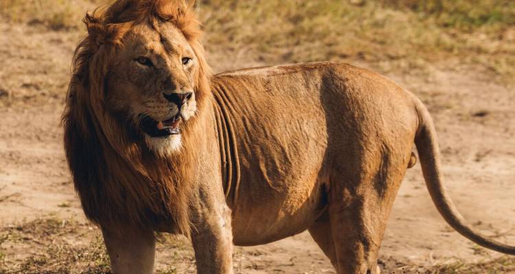 Gros plan d'un majestueux lion mâle se tenant en alerte sur un sol de savane ensoleillé.
