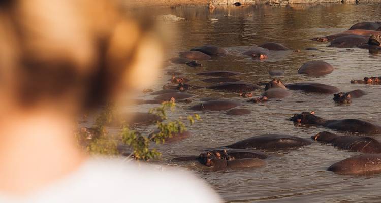 Des dizaines d'hippopotames se vautrent dans une rivière boueuse tandis qu'un spectateur flou regarde au premier plan.