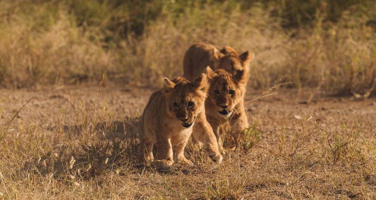 Trois jeunes lions joueurs trottent sur l'herbe sèche sous une lumière chaleureuse.