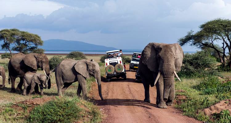 Un rebaño de elefantes cruzando una pista de safari de tierra mientras los jeeps esperan en la sabana del Serengeti.