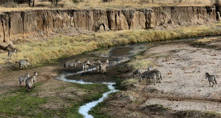 Grupo de cebras bebiendo y pastando cerca de un pequeño río que atraviesa la sabana seca con acantilados erosionados.