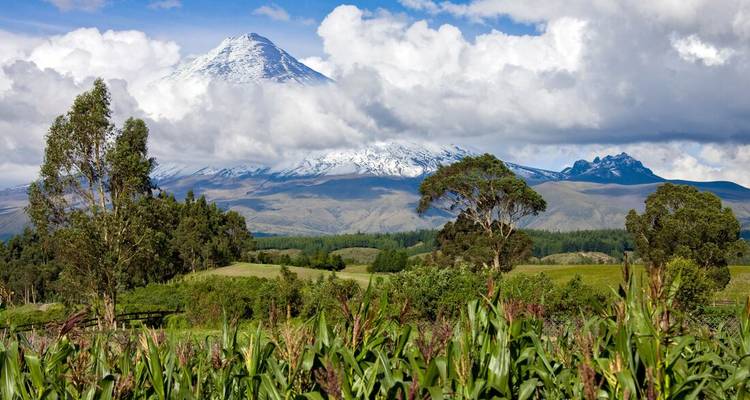Campos exuberantes con maizales se extienden hacia el volcán Cotopaxi envuelto en nubes.