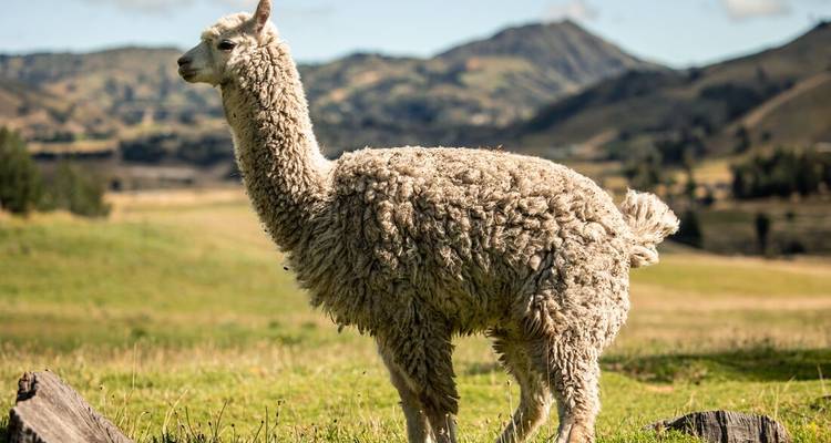Una alpaca esponjuda se para en el pasto andino verde con colinas ondulantes de fondo.