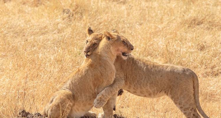 Twee jonge leeuwen omhelzen elkaar in goudgeel gras op de open savanne.