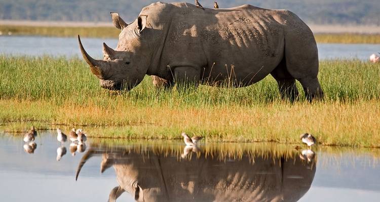 Een witte neushoorn staat naast een spiegelglad wetland met vogels op de voorgrond en zijn spiegelbeeld in het water.