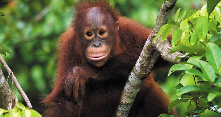 Primer plano de un orangután joven agarrado a una rama de árbol rodeado de exuberante follaje.