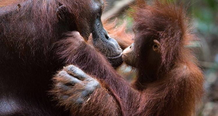 Un tierno primer plano de una madre orangután y su cría tocándose las caras en el bosque.