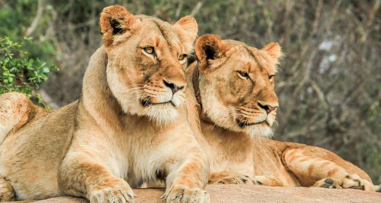 Deux lionnes reposent avec vigilance sur une corniche rocheuse avec un doux arrière-plan forestier.