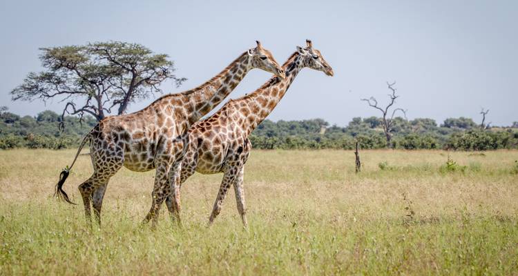 Deux girafes avancent côte à côte à travers une savane herbeuse ouverte parsemée d'acacias.