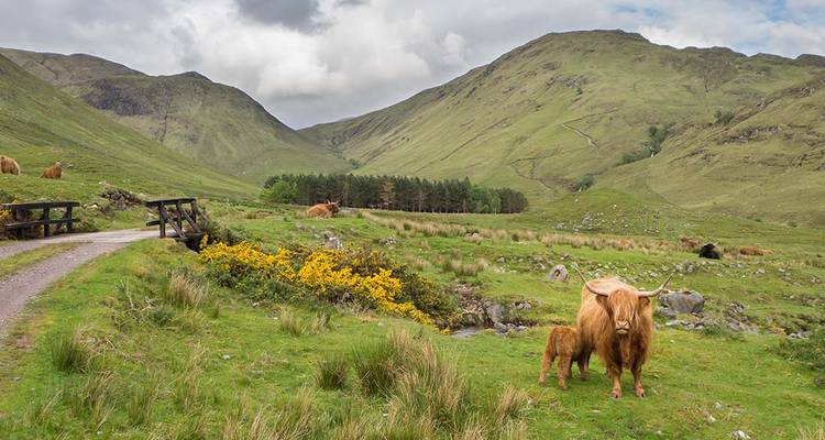 Une vache des Highlands et son veau debout dans une vallée verdoyante entourée de montagnes onduleuses et d'un petit ruisseau sous un ciel nuageux.