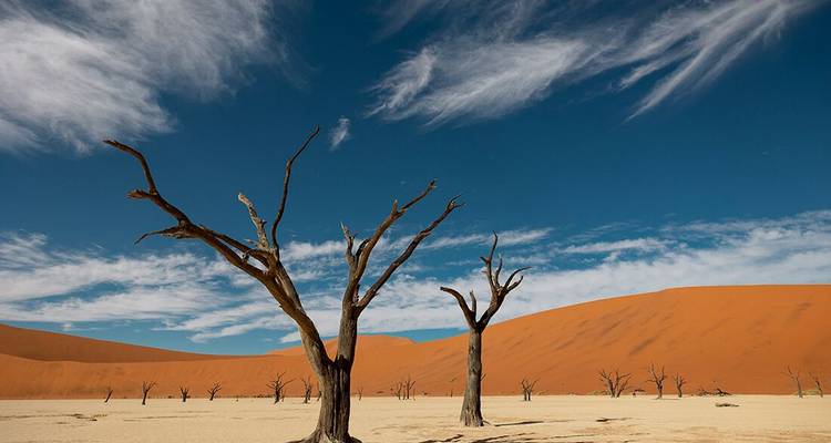 Gebleekte camelthorn boomskeletten staan op gescheurd wit klei tegen uittorenende oranje duinen in Deadvlei.