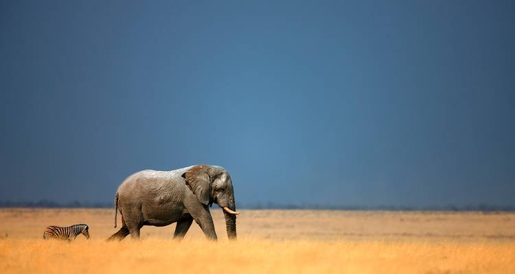 Een eenzame olifant en een klein zebra die over de goudgele savanne lopen onder een diepblauwe hemel.