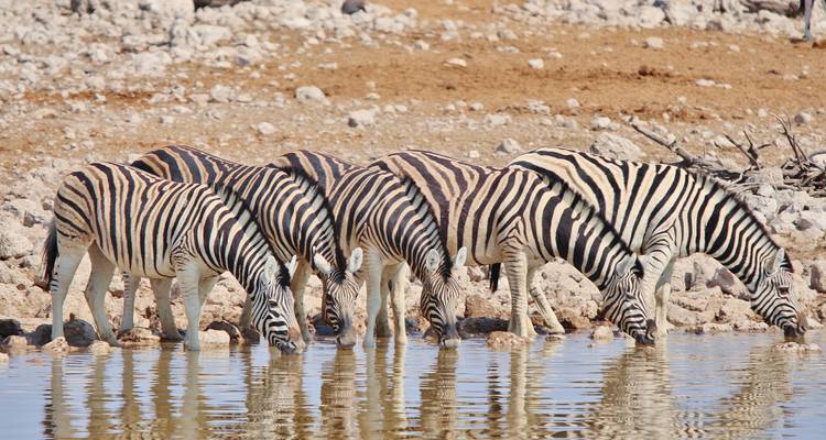 Vijf zebra's die drinken bij een spiegelvlak waterpoeltje omringd door rotsachtige grond in een droge savanne.