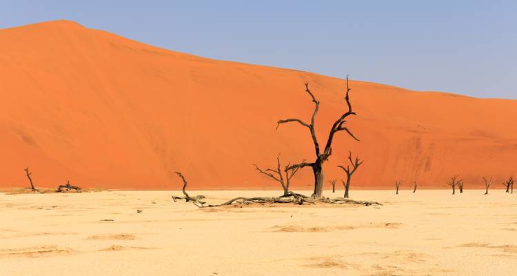 Árbol muerto y desolado contra la gigantesca duna de arena naranja en la cuenca de arcilla blanca de Sossusvlei.