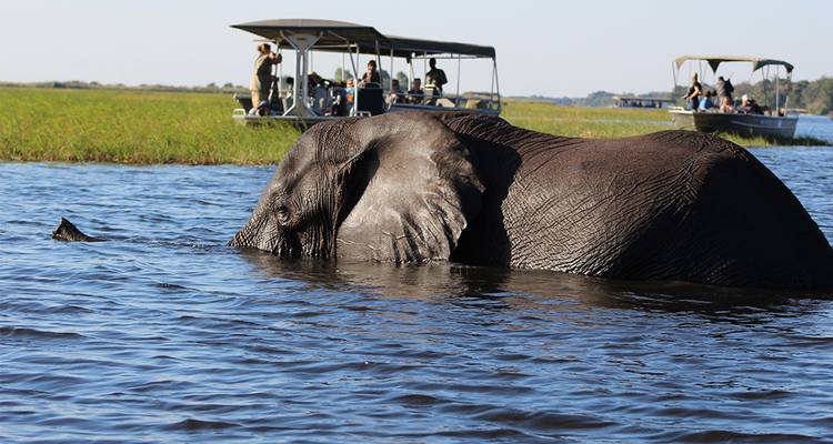 Een grote olifant die gedeeltelijk ondergedompeld is en zwemt in een brede rivier met safariboten die in de buurt observeren.