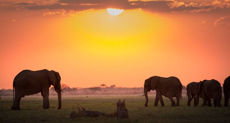 Silhouetten van olifanten die over de savanne lopen onder een levendige oranje Botswana-zonsondergang.
